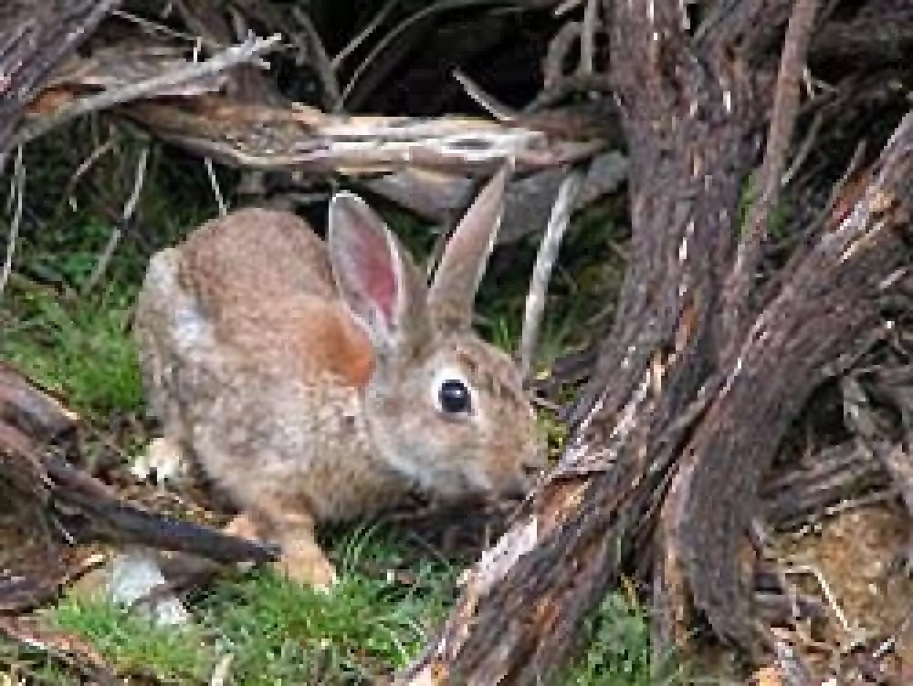 El Parque Natural Sierra Norte de Sevilla impulsa la recuperación del conejo