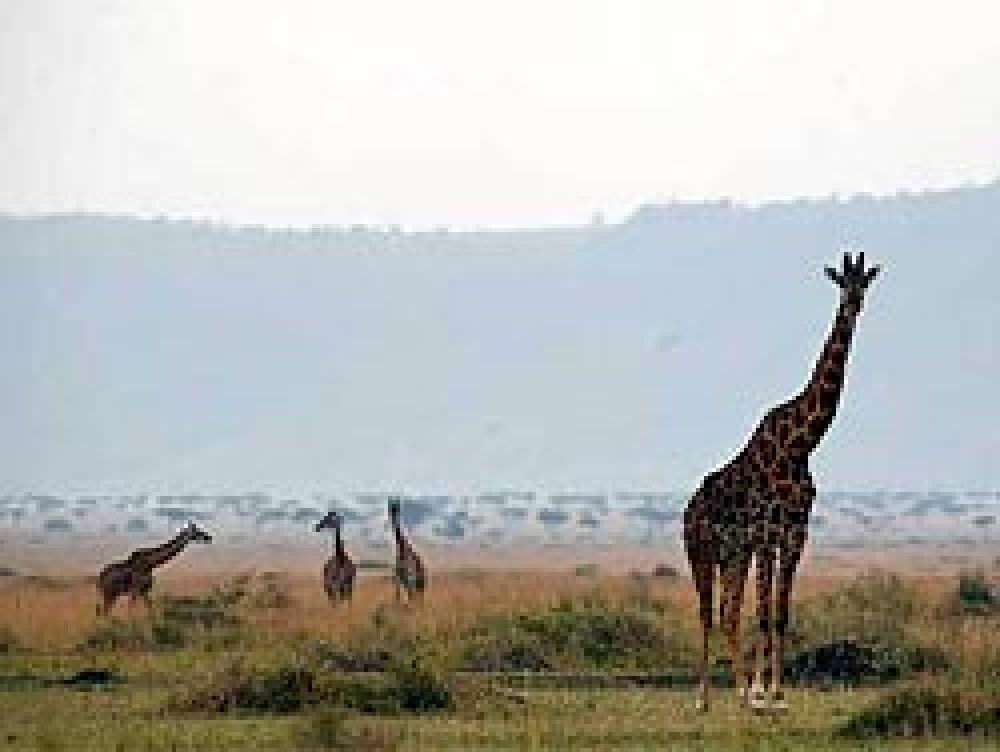 El turismo de safaris en Kenia cae drásticamente por las imágenes de violencia