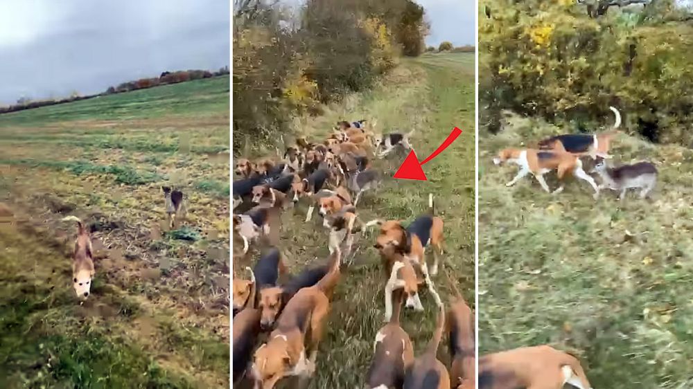 Una cría de gamo se suma a los perros de una rehala en una jornada de caza