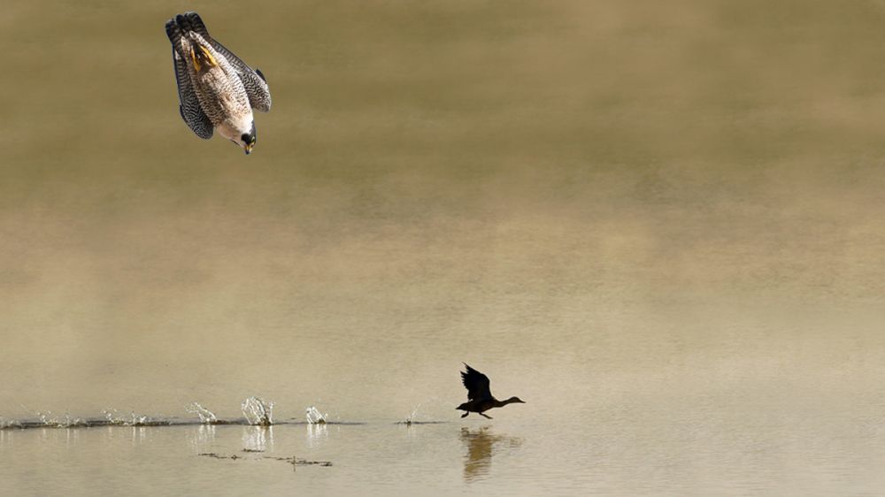 Caza de anátidas con halcones peregrinos: el picado más veloz de la naturaleza