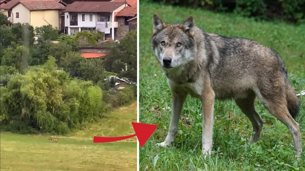 Graban a un lobo a escasos metros de las casas a plena luz del día