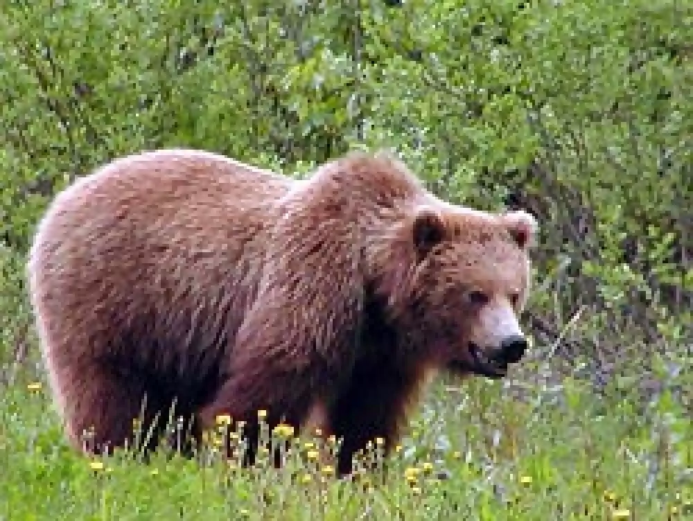 Los extranjeros podrán cazar 20 osos pardos en la Región de Krasnoyarsk