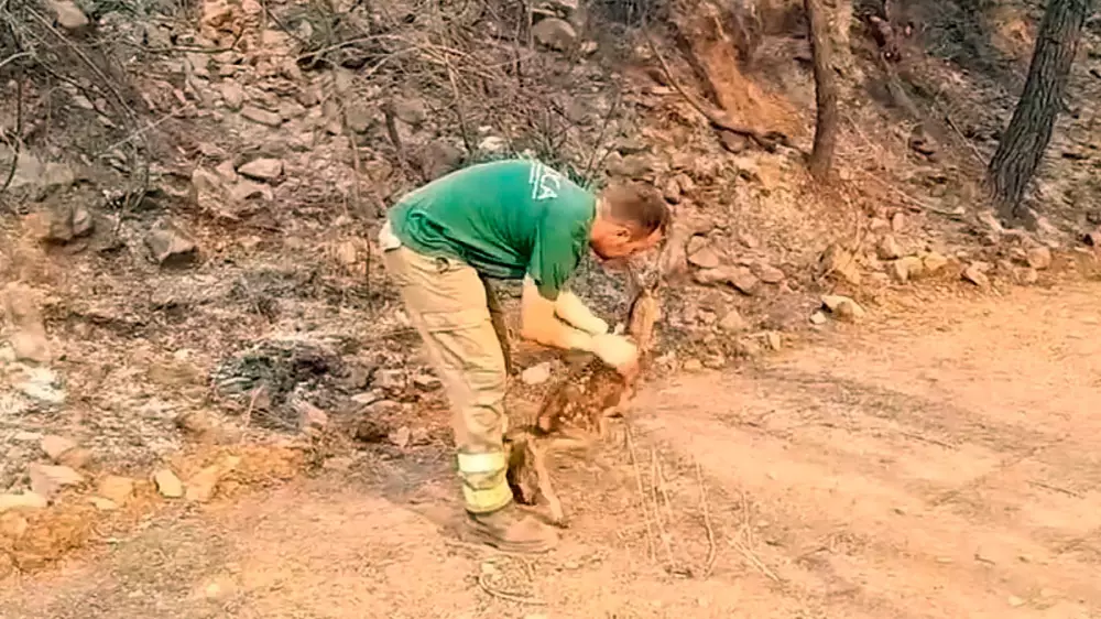  animales incendio Sierra Bermeja ciervo rescatado