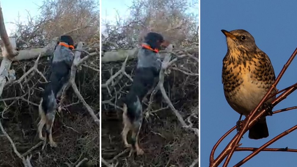 Este perro trepa por los espinos para cobrar el zorzal que ha quedado enganchado