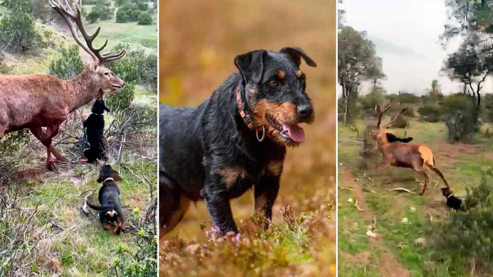 El valor de este jagd terrier no tiene límite: es arrastrado por un ciervo de 18 puntas mientras se niega a soltarlo