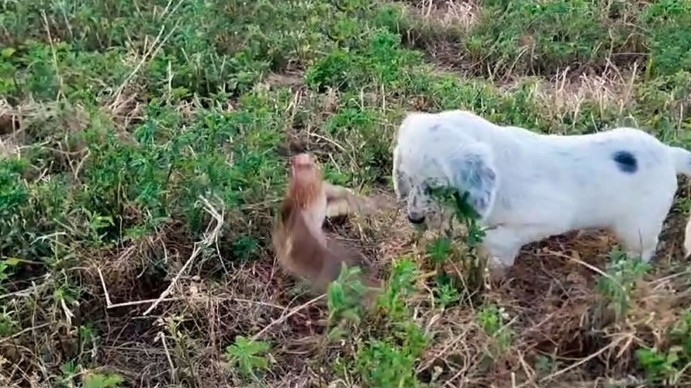 Un cachorro de setter inglés de 50 días de edad muestra una codorniz en un rastrojo de alfalfa
