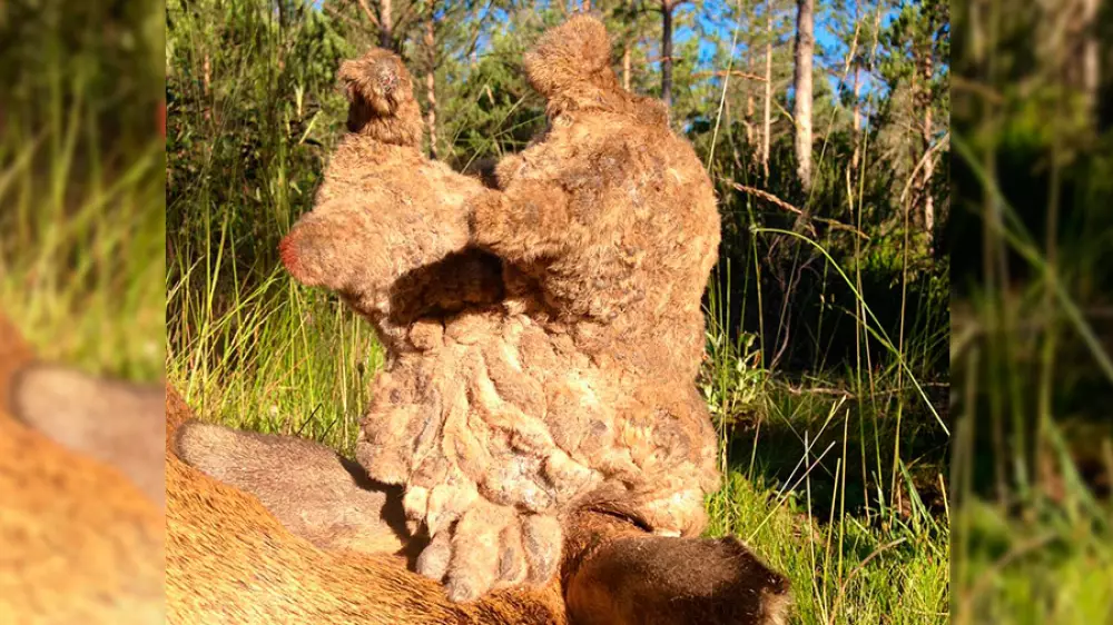 Corzo con peluca