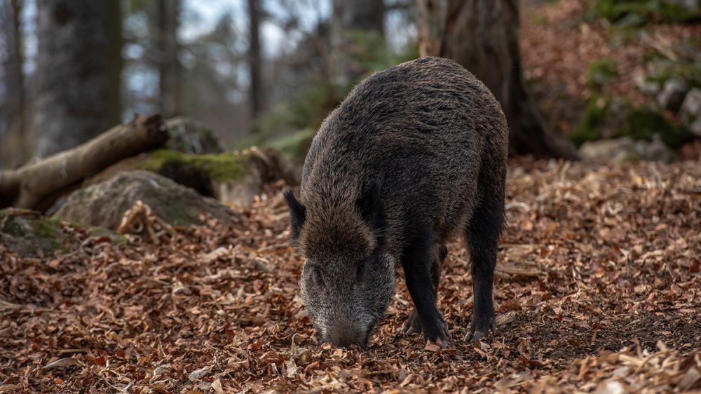 El PSOE solicita la ayuda de los cazadores ante la superpoblación de jabalí en Asturias
