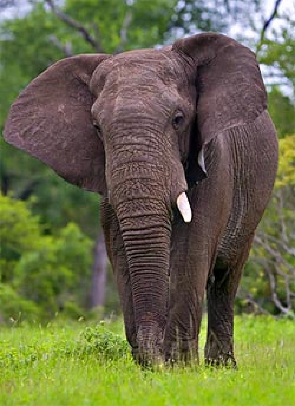 El furtivismo de marfil puede llevar al elefante africano a la extinción