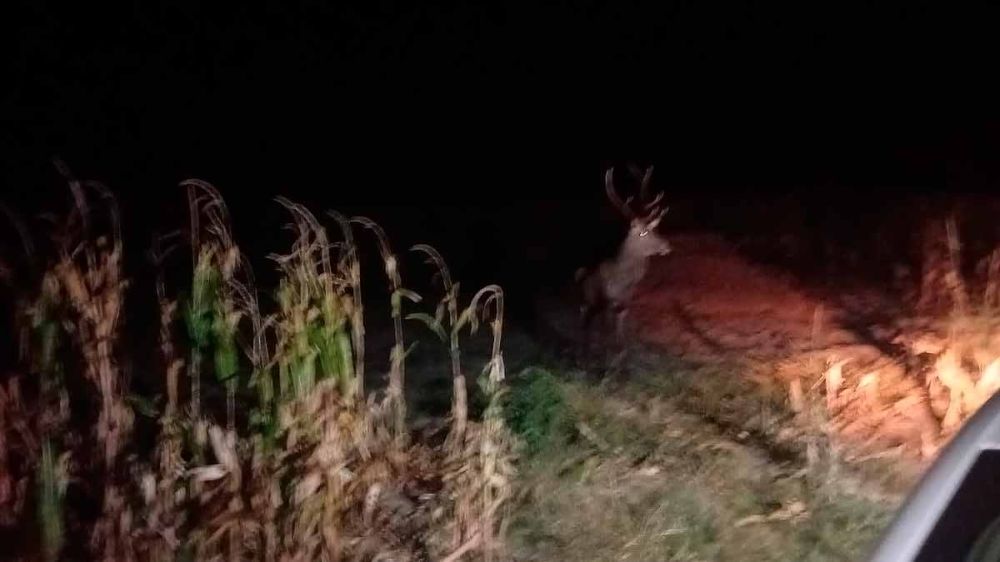 Llaman a un cazador para abatir al ciervo que acababa de matar a un hombre de 55 años