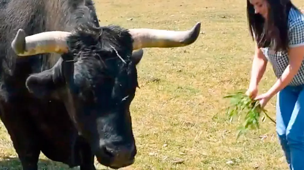 ¿Ridículo o manipulación? La candidata de PACMA se acerca a un buey asegurando que es un toro bravo