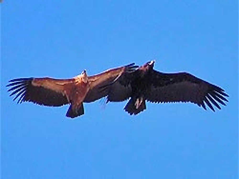 La UE aprueba un proyecto para la conservación de especies en C-LM