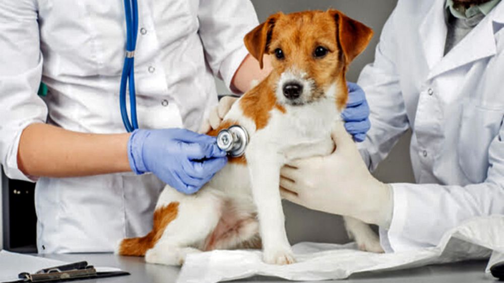 Aprobado en Estados Unidos el primer tratamiento efectivo contra el parvovirus canino