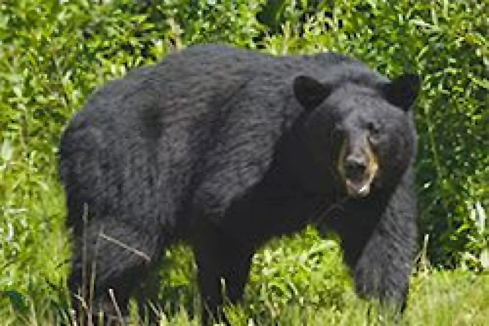 Aplazada sin fecha la caza controlada de osos en Florida
