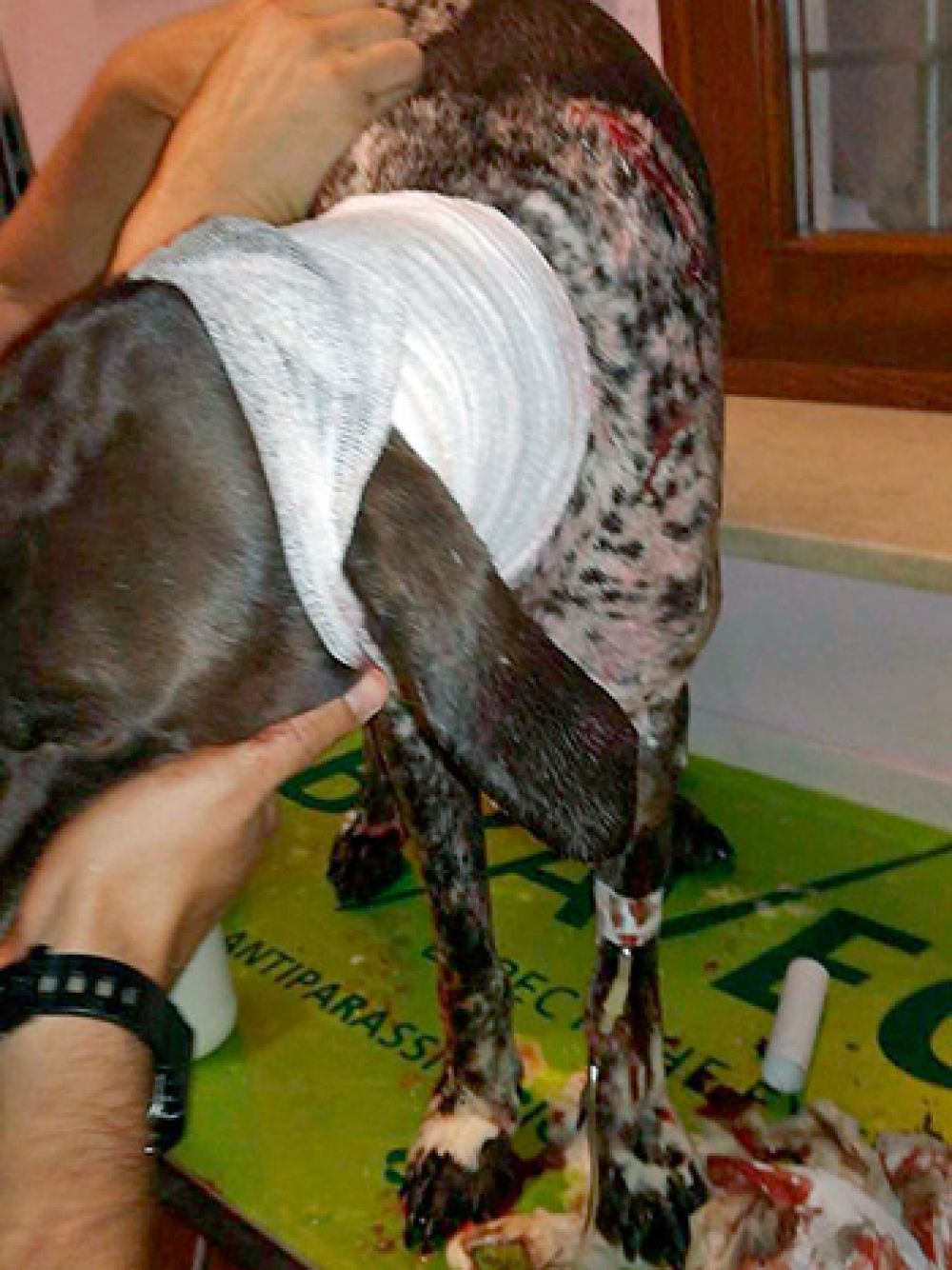 Un jabalí de 120 kilos ataca a un hombre y hiere a su perro en Italia
