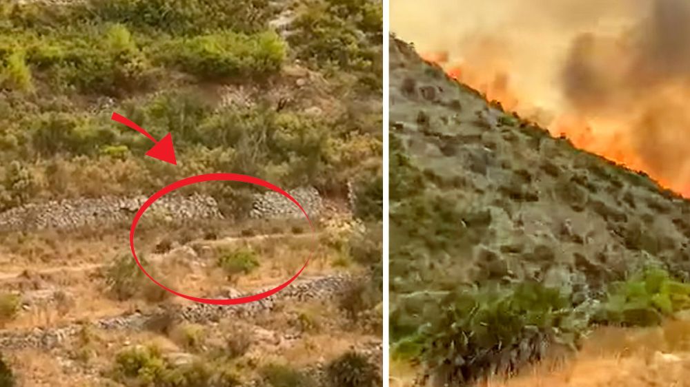 Los jabalíes huyen de las llamas en el incendio de Alicante