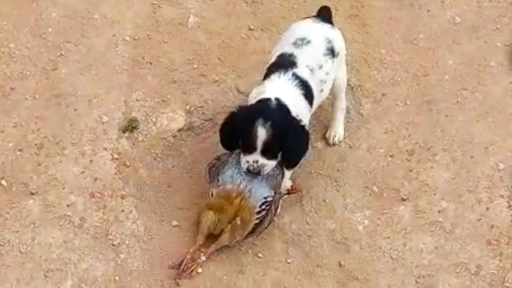 Un cachorro de epagneul bretón cobra su primera perdiz roja