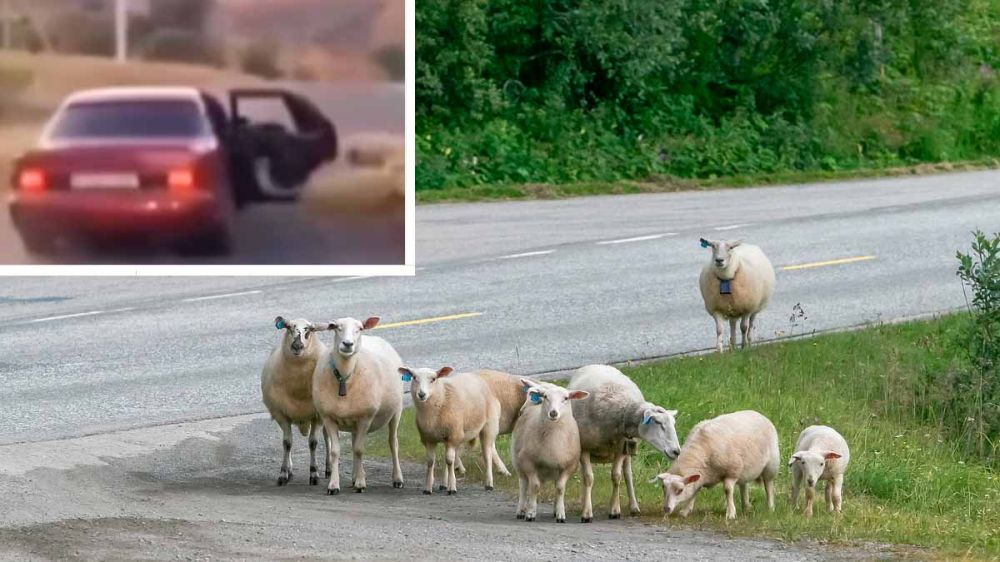 Muy ladrón y muy diestro: roba una oveja desde un coche en marcha