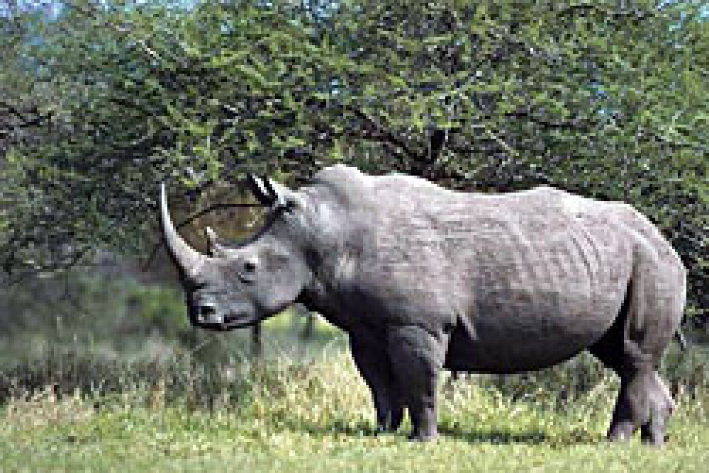 Rinoceronte blanco del norte, ¿una nueva especie?
