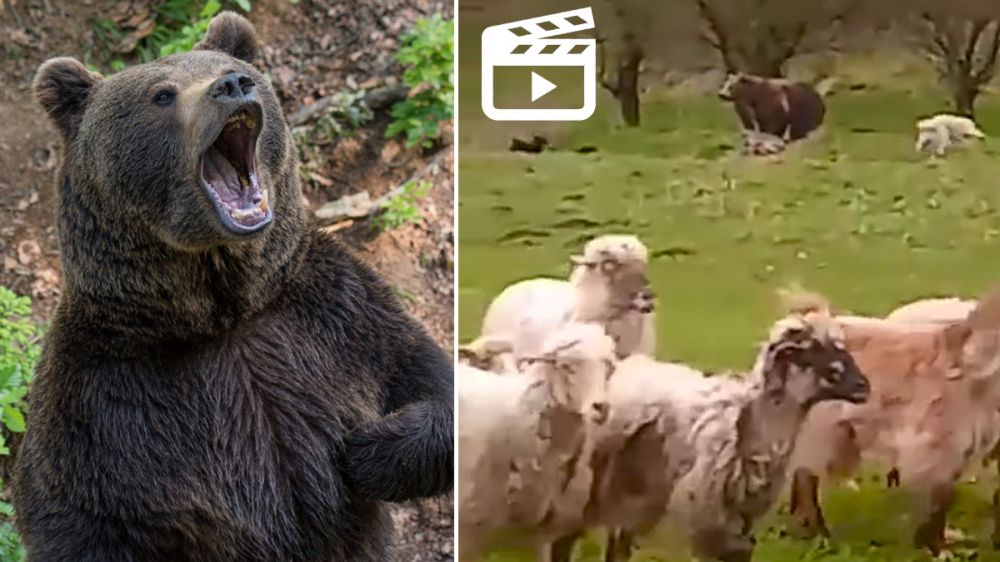 Un gigantesco oso ataca al rebaño y los pastores y sus perros corren a enfrentarlo