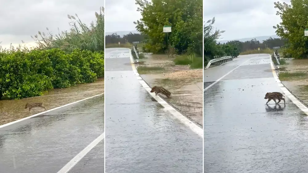 Jabalíes nadando entre naranjos por las lluvias torrenciales caídas en el Levante
