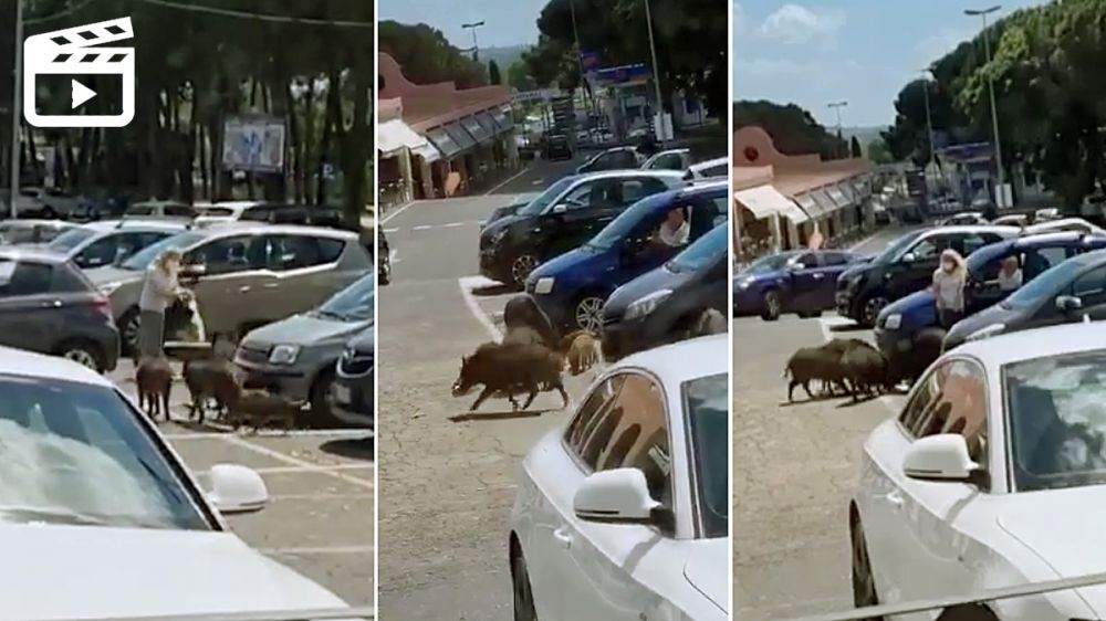 A estos jabalíes les sale la compra gratis: se la roban en grupo a una señora