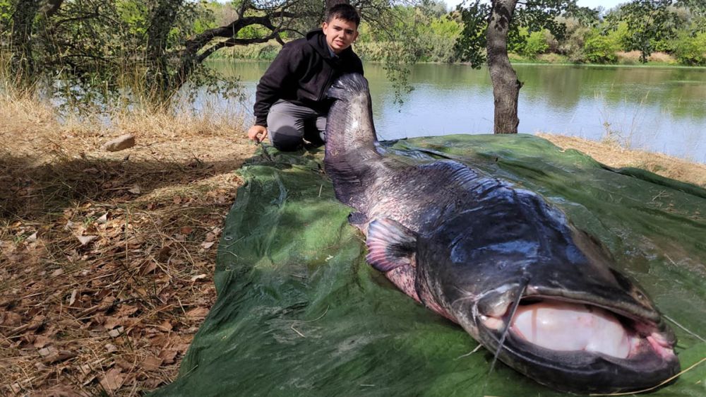 Un niño de 14 años pesca un siluro de más 90 kilos y 238 centímetros de longitud