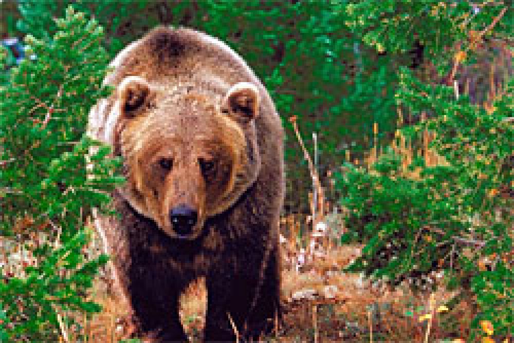 Demasiados osos en Yellowstone