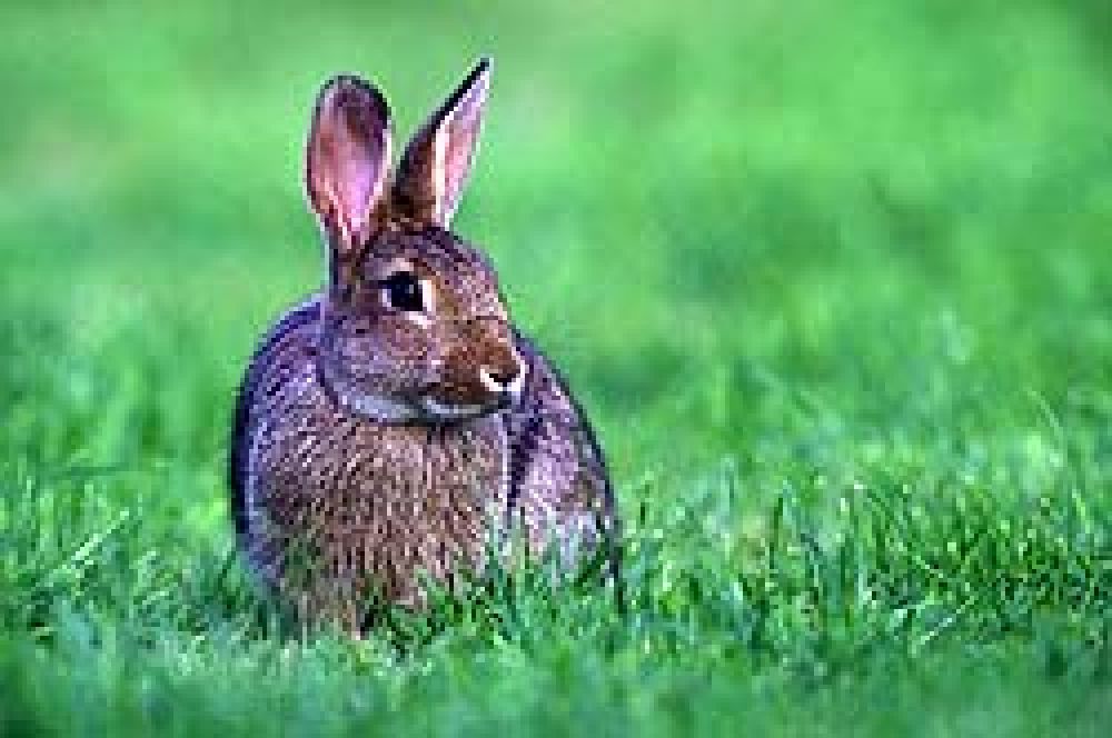 Mejoran las poblaciones de conejo y perdiz en Andalucía