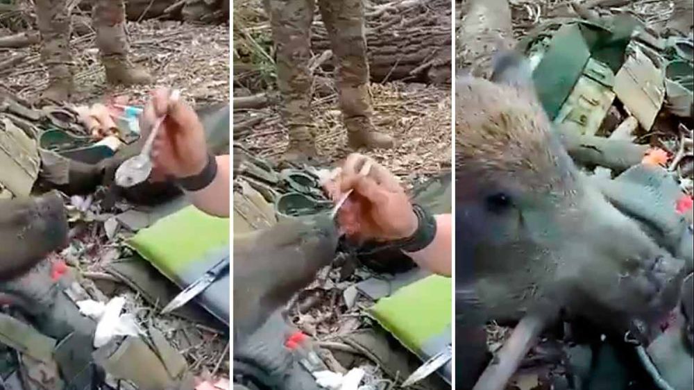 Un soldado de la guerra de Ucrania alimenta a un jabalí con su propia cuchara
