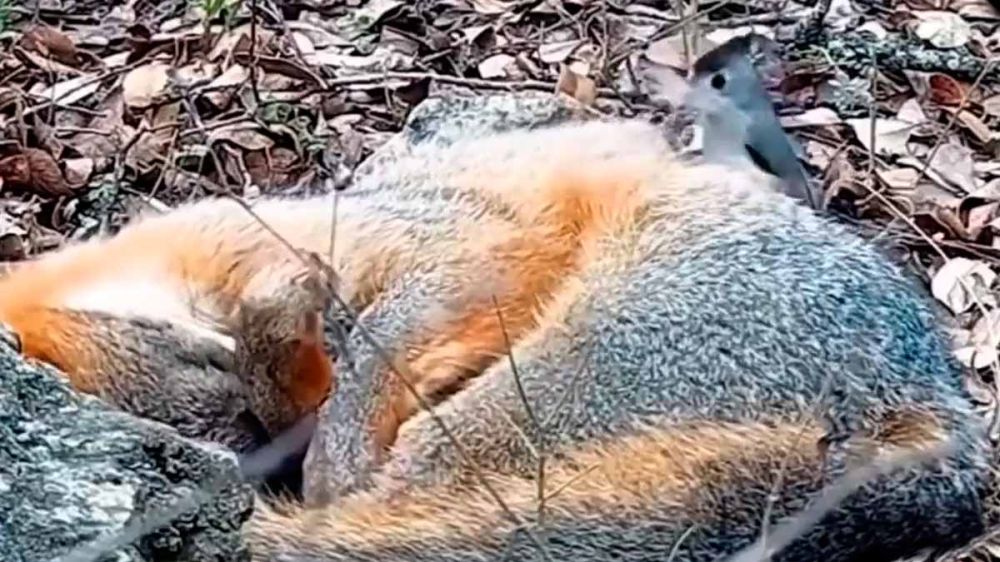 Sorpresas de la naturaleza: algunos pájaros roban pelos al zorro para hacer sus nidos
