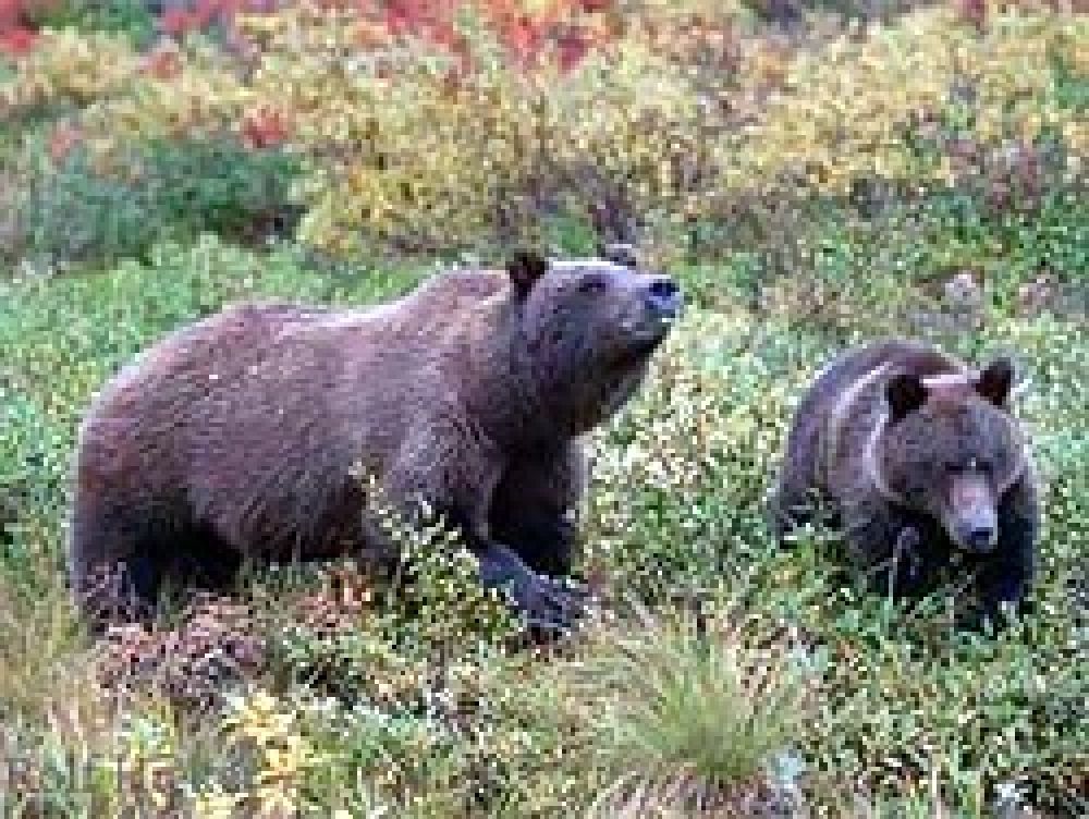 El oso pardo, al borde de la extinción en Austria