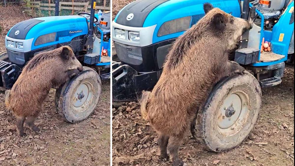 Un jabalí enamorado de la rueda de un tractor intenta montarla