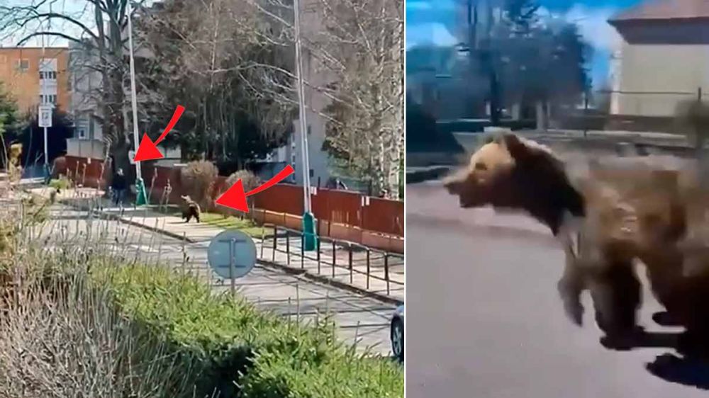 Este es el vídeo del ataque del oso que ha dejado cinco personas heridas en una zona residencial