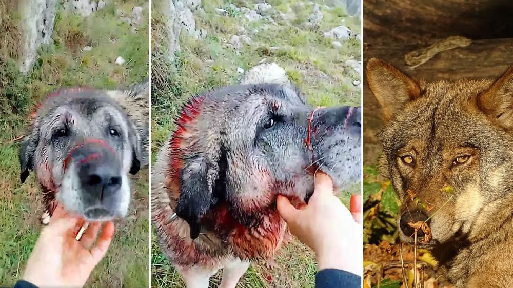 La mirada noble de dos mastines tras resultar heridos por los lobos al defender al rebaño