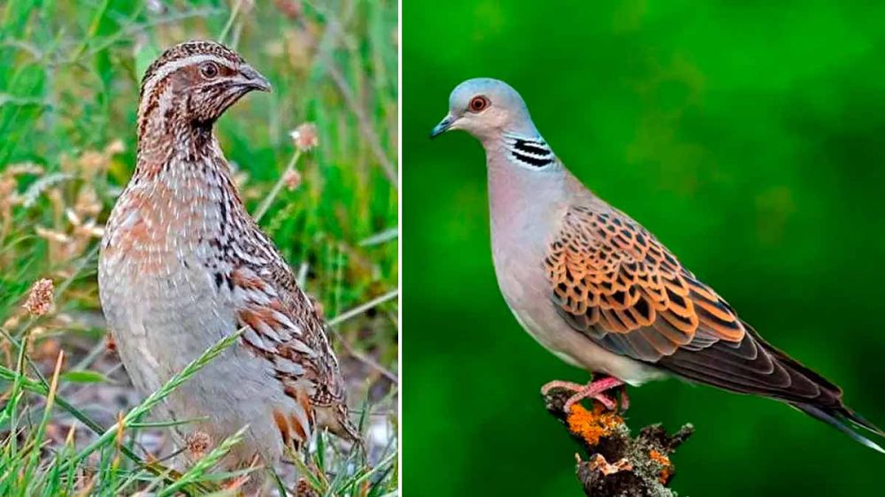 SEO/BirdLife vuelve a pedir que se prohíba la caza de la codorniz y la tórtola