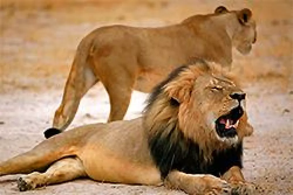 Zimbabue planea sacrificar a 200 leones tras el ‘efecto Cecil’