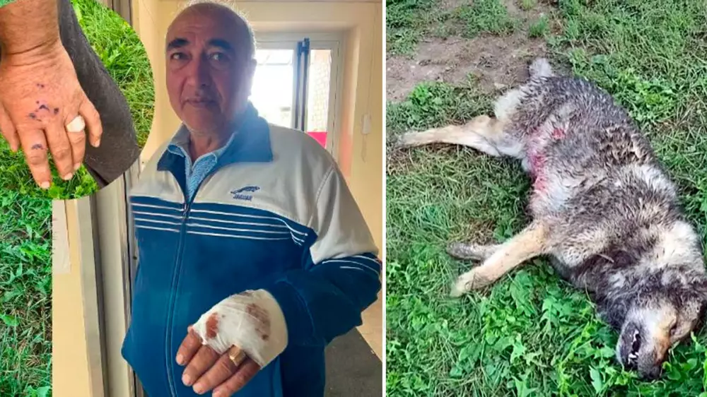 Se defiende con un cuchillo y lo mata: un pastor asegura que fue atacado por un lobo cuando trataba de proteger a su ganado