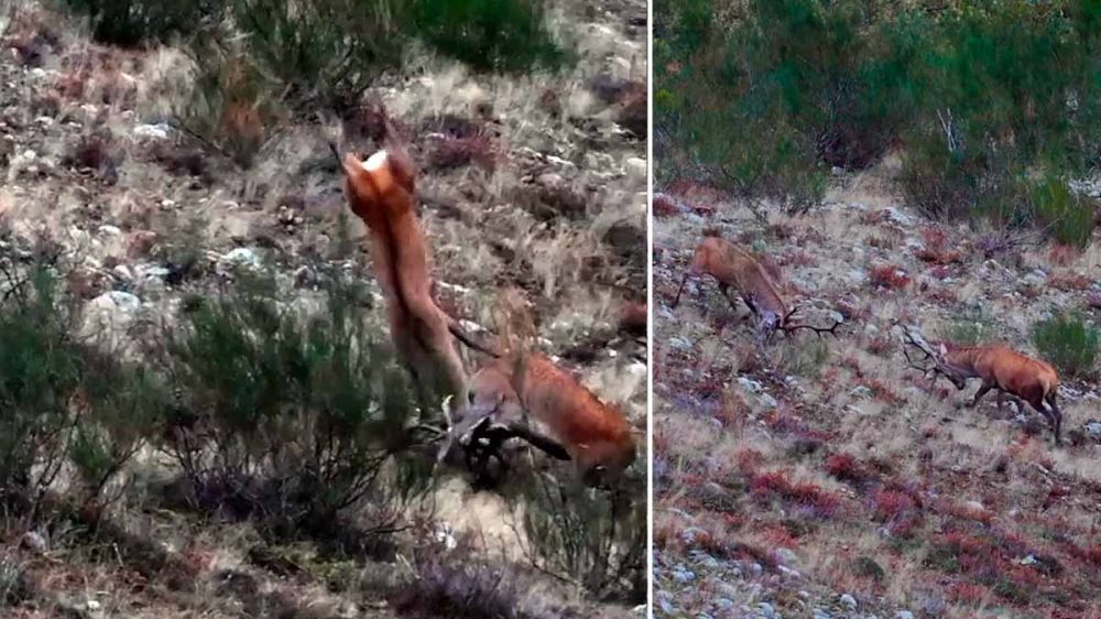 Brutal pelea entre dos ciervos encelados en los montes asturianos