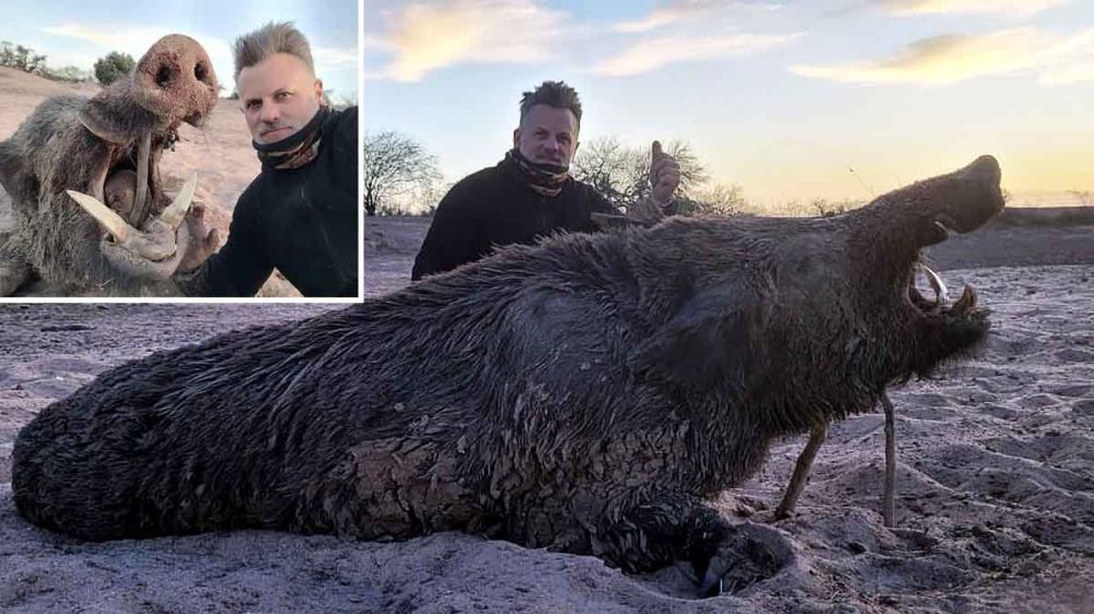 Caza un jabalí de 160 kilos con unos largos y gruesos colmillos que estaba sembrado el terror entre los cazadores y los pastores de la zona