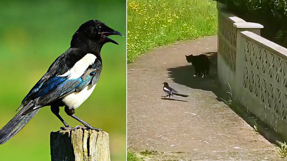 Una urraca temeraria persigue y molesta a un gato