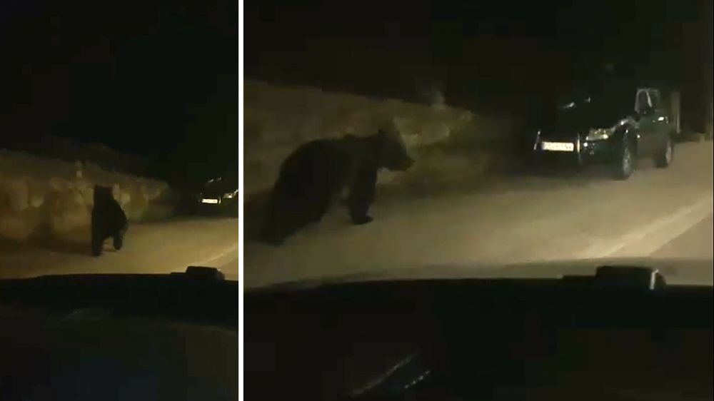 Un oso en las calles de un pueblo palentino obliga a cerrar un parque mientras los vecinos lo graban por las calles