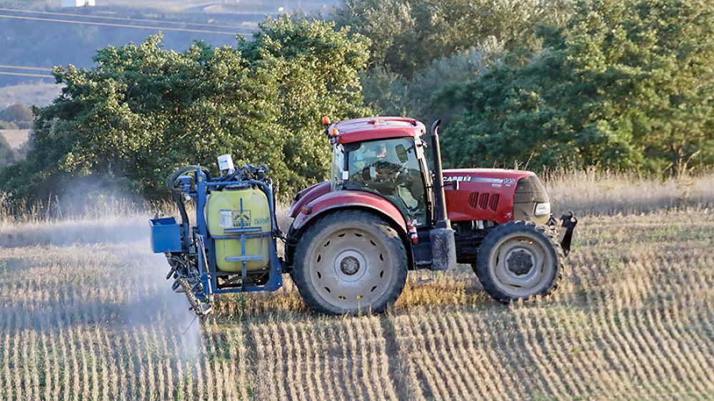 Las codornices son incompatibles con la agricultura actual