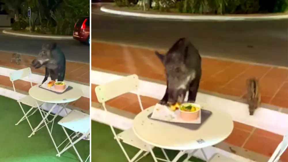 Un jabalí sube a una mesa de un restaurante y se come el plato principal