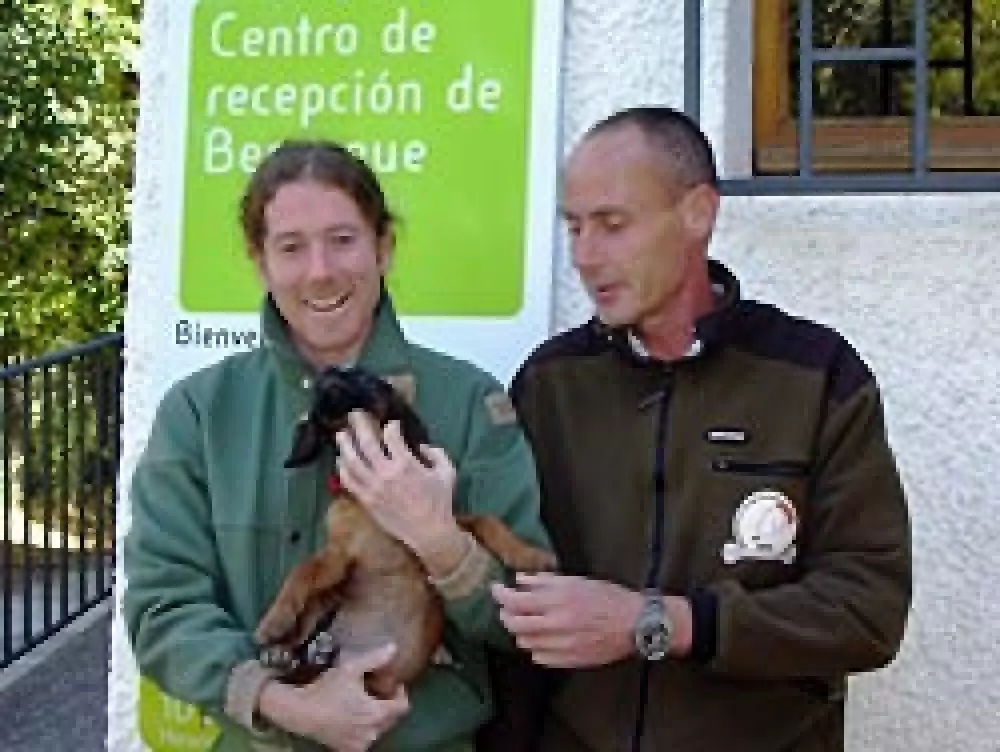 Donación de perros de sangre dentro del programa ‘Reservas de Caza’