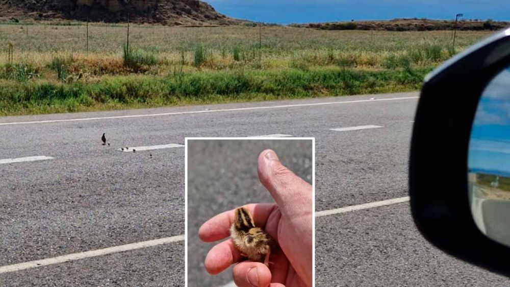 ¿Qué hace un cazador que encuentra pollos de codorniz desvalidos en una carretera? Salvarlos
