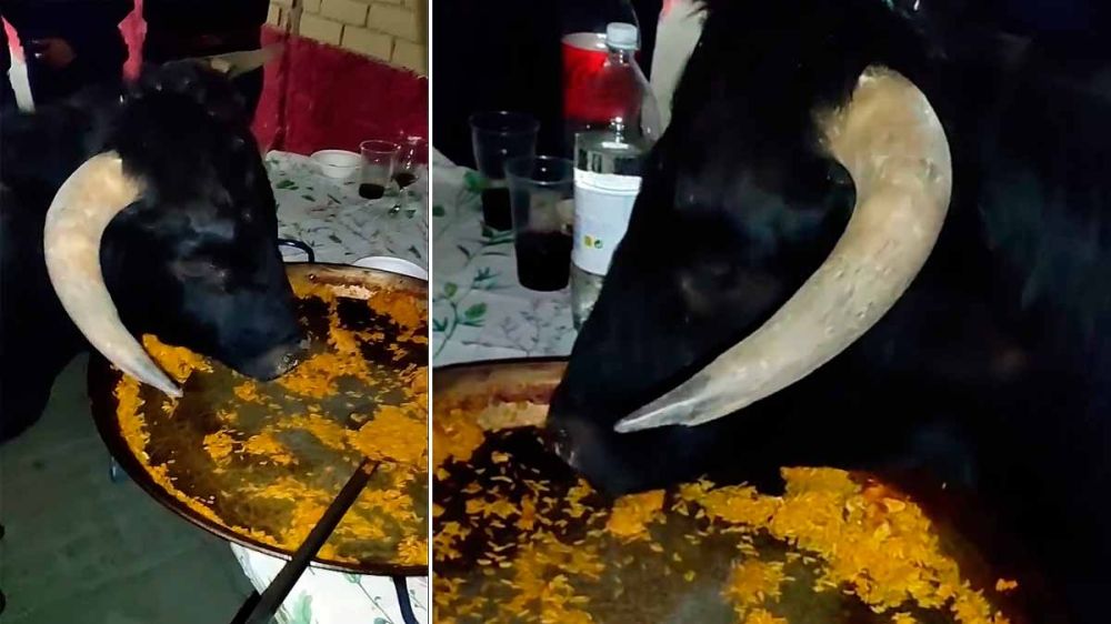 Un toro comiendo paella, el vídeo más español que verás hoy