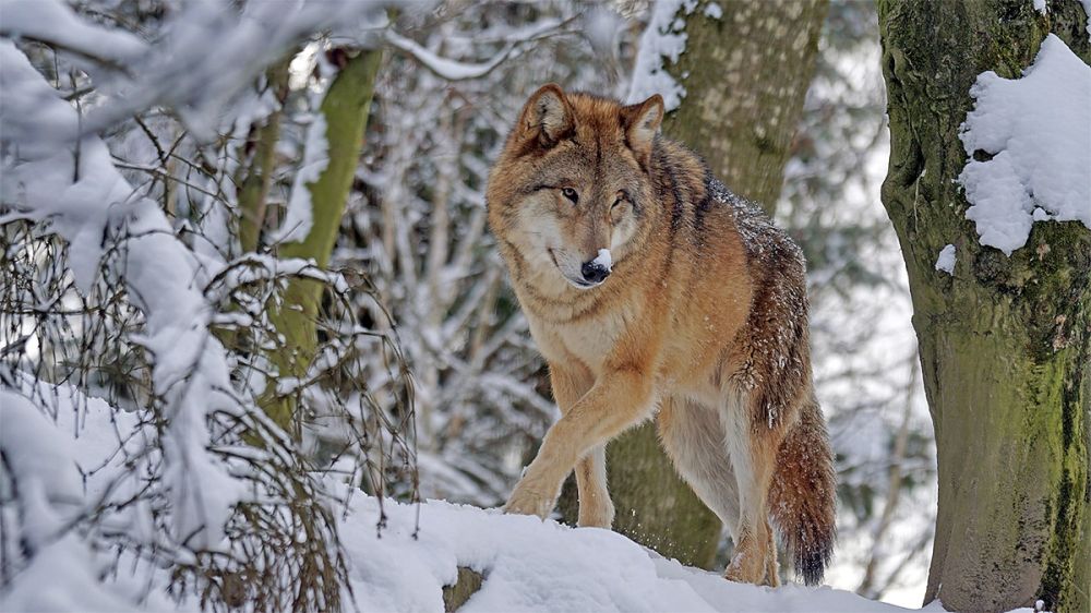Los cazadores le piden al Gobierno de España que escuche al Parlamento Europeo y rectifique la protección del lobo
