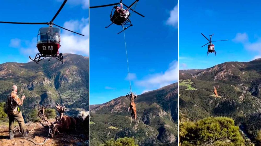Un helicóptero para sacar a un ciervo con una imponente cuerna de una zona de montaña