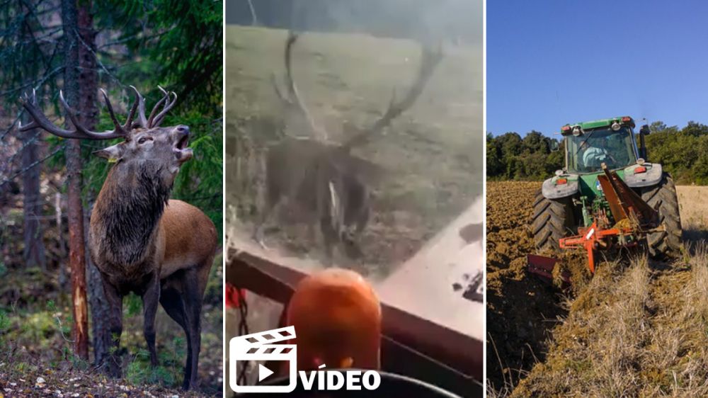 Un ciervo se ensaña con un tractor y lo graban en vídeo